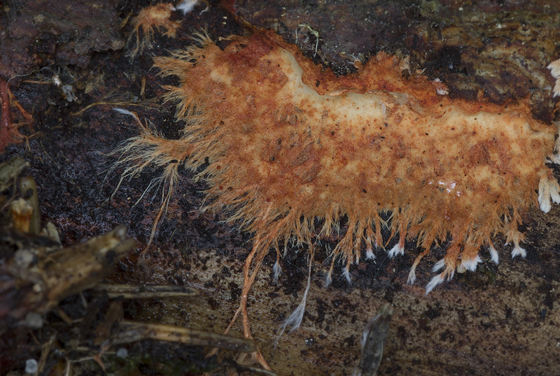 Phanerochaete sanguinea